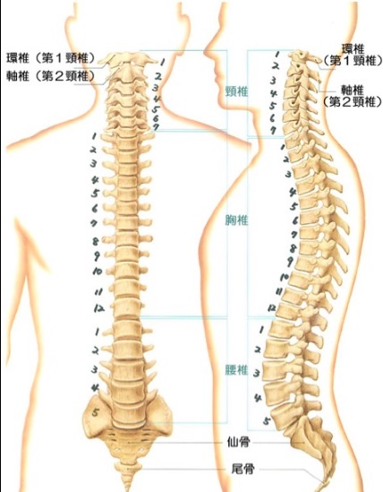 胸椎12番